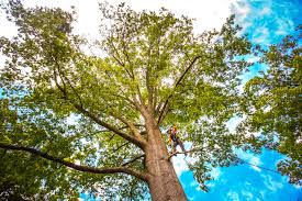 Best Storm Damage Tree Cleanup  in , PA